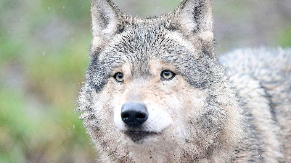 Im Hamburger Westen gibt es Meldungen über die Sichtung eines Wolfes. (Archivbild) Foto: Bernd Weißbrod/dpa