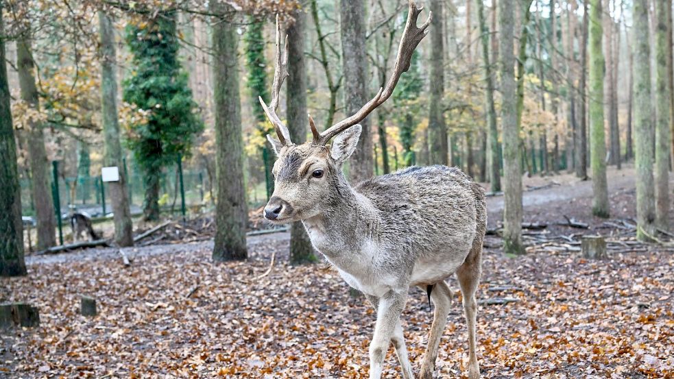 Im Sommer haben die Tiere weiße Flecken auf dem Fell, im Winter sind diese kaum sichtbar. (Symbolbild) Foto: Jens Kalaene/dpa