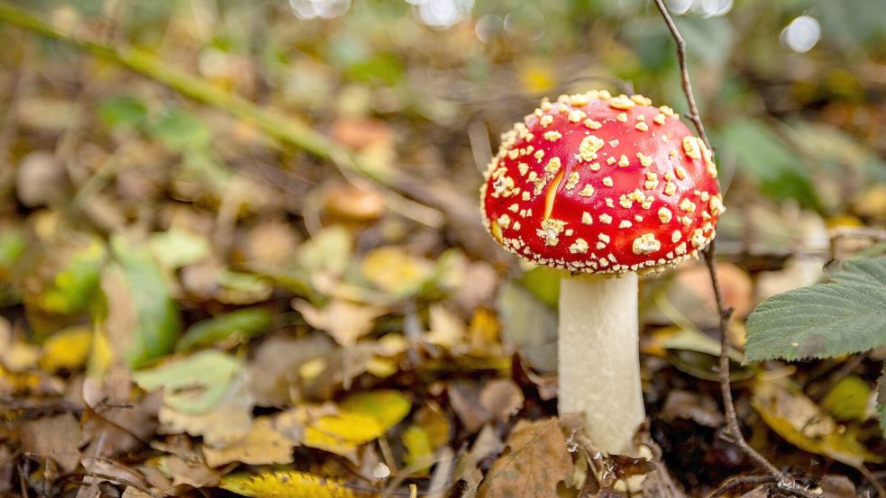 Nicht jeder giftige Pilz ist so einfach zu erkennen wie der Fliegenpilz. Foto: Christoph Reichwein/dpa