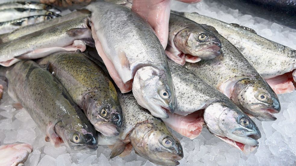 Die EU-Kommission will den Fischfang reformieren (Archivbild) Foto: Holger Hollemann/dpa/dpa-tmn