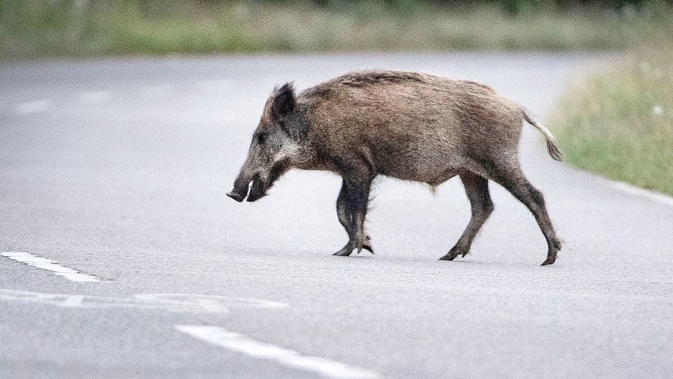 Eine Wildschweinrotte läuft am Abend über die Straße. Ein Autofahrer fährt in die Gruppe. Das hat schwerwiegende Folgen. (Symbolbild) Foto: Paul Zinken/dpa