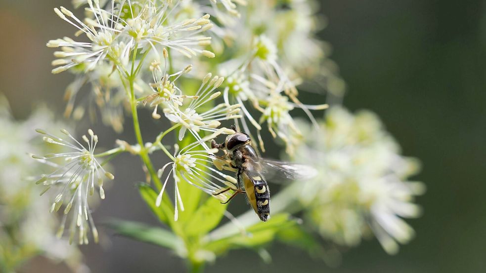 Sie gedeiht in Auenlandschaften, doch die werden weniger. Nun ist sie „Blume des Jahres“ geworden: die Gelbe Wiesenraute. Foto: Cyrille Claudel/Loki Schmidt Stiftung/dpa