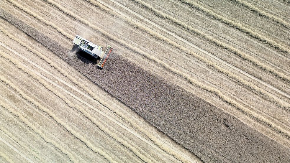 Vielerorts gab es bereits Qualitätseinbußen bei der Ernte wegen Hitze und Dürre. Foto: dpa/Andreas Arnold