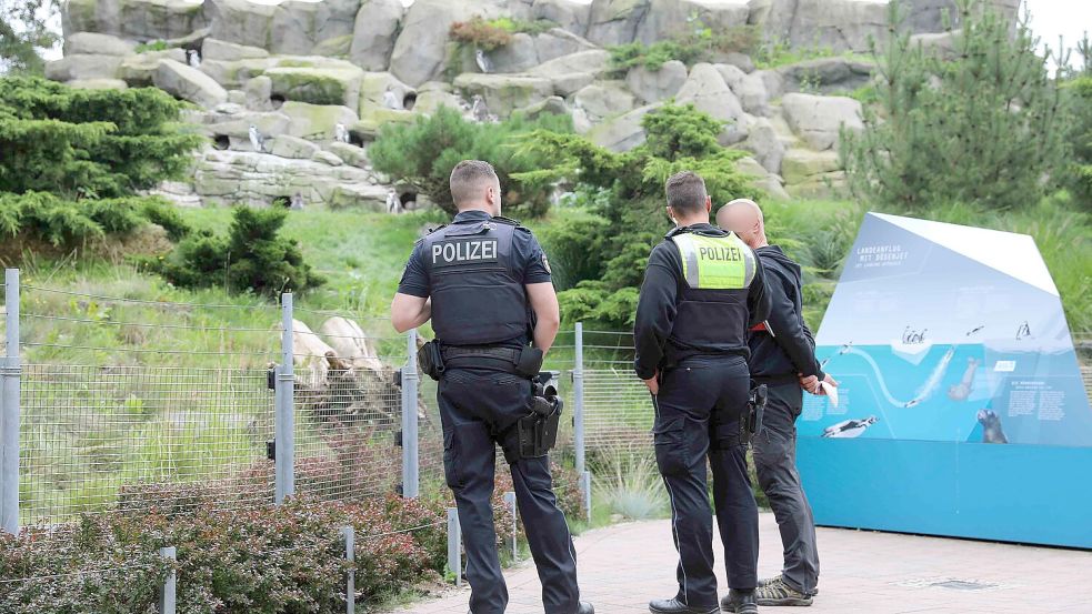 Rostock Enthaupteter HumboldtPinguin im Rostocker Zoo Neue Hinweise auf Todesursache