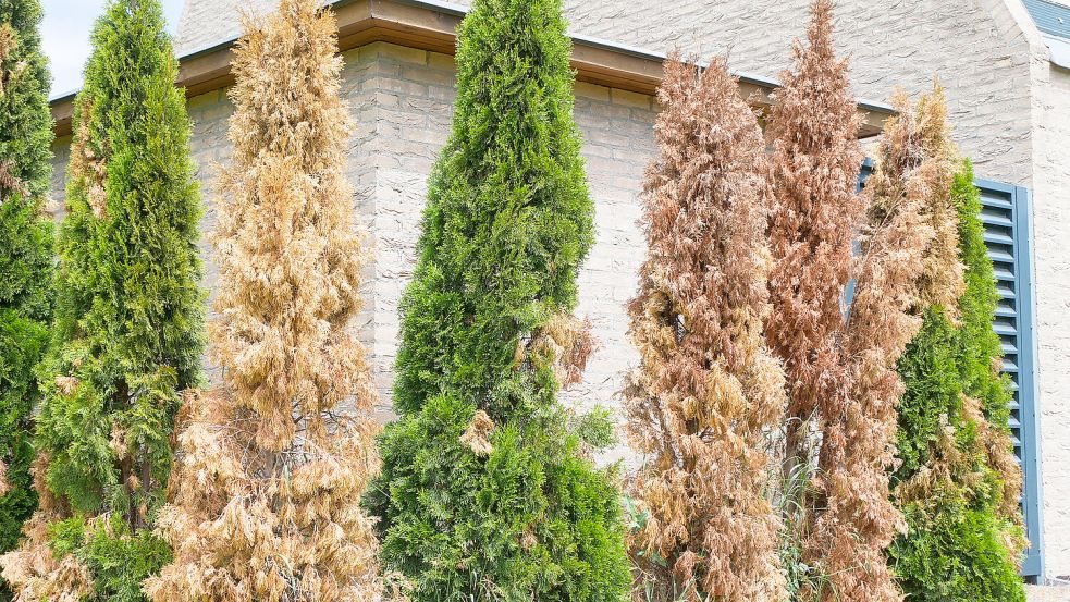 Berlin: Warum die beliebten Thuja-Hecken dem Tod geweiht sind -  Ostfriesische Nachrichten